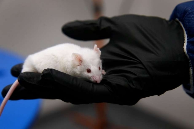 Photo: Paul Chinn, The Chronicle (mouse in gloved hand)