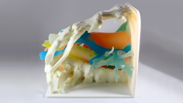 3D printed anatomy