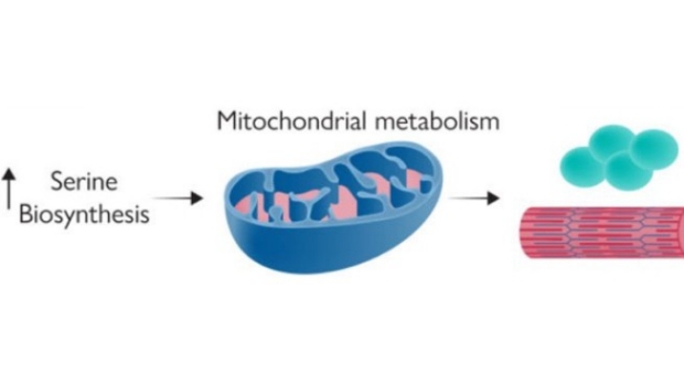 mitochondrial metabolism