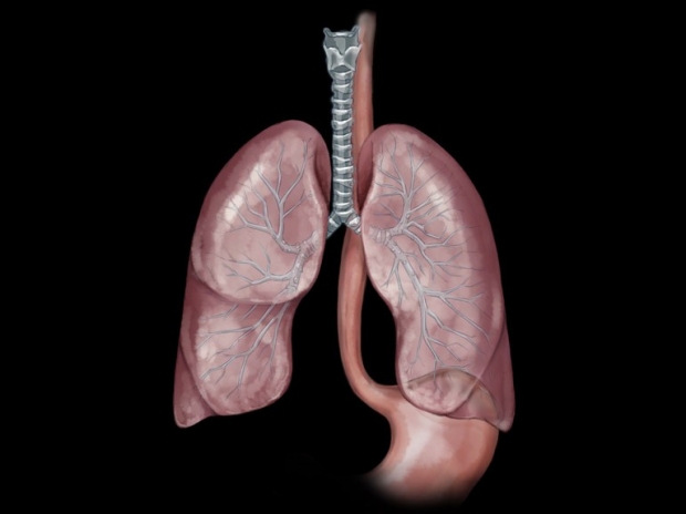 lungs and esophagus