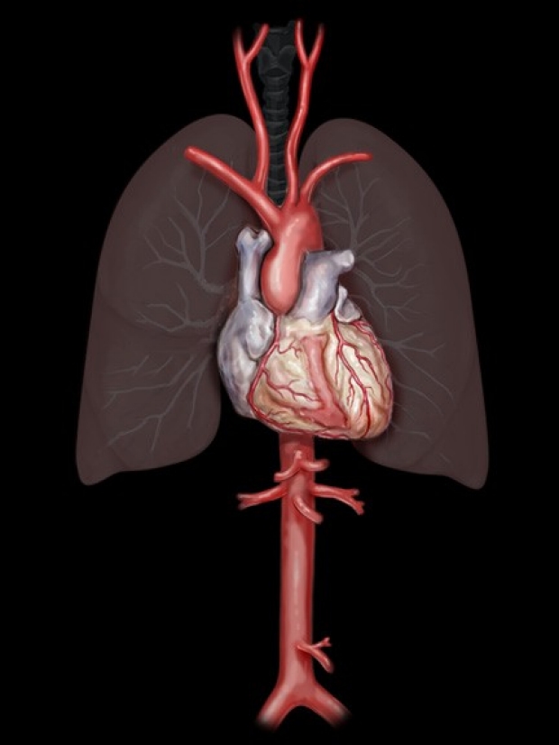 medical illustration of lungs and heart
