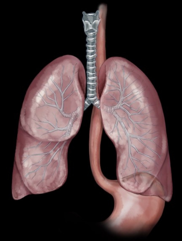 medical illustration of lungs and esophagus