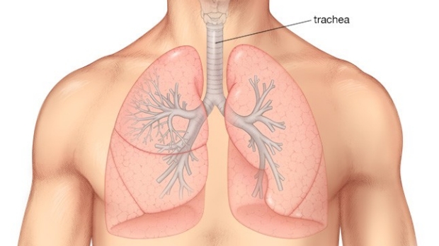 medical illustration of the airway and lungs