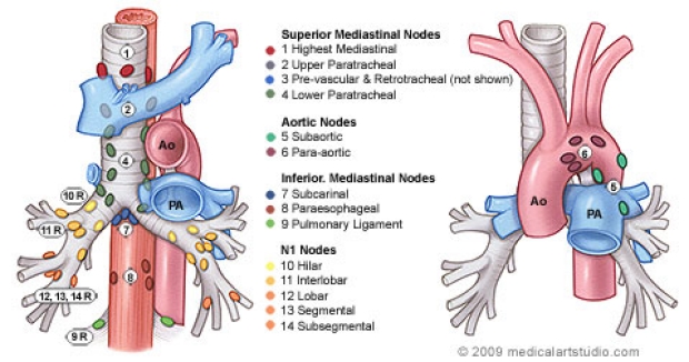 medical illustration of lymph nodes