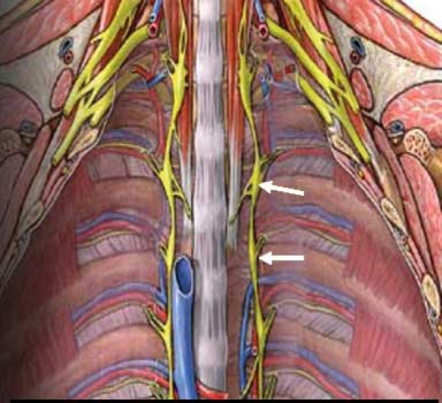 medical illustration of the sympathetic nerve chains in the chest
