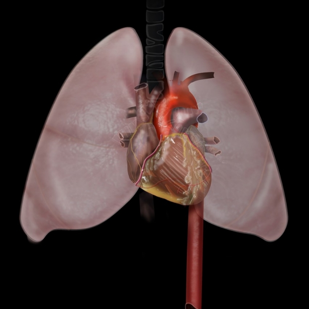 medical illustration of lungs and heart
