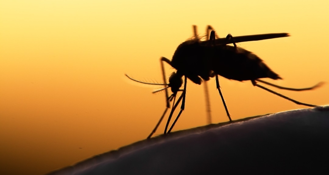 Malaria in Florida - Credit: Adobe Stock Images