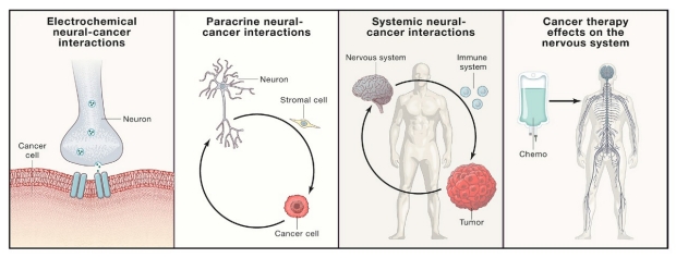 Interactions between the Nervous System and Cancer