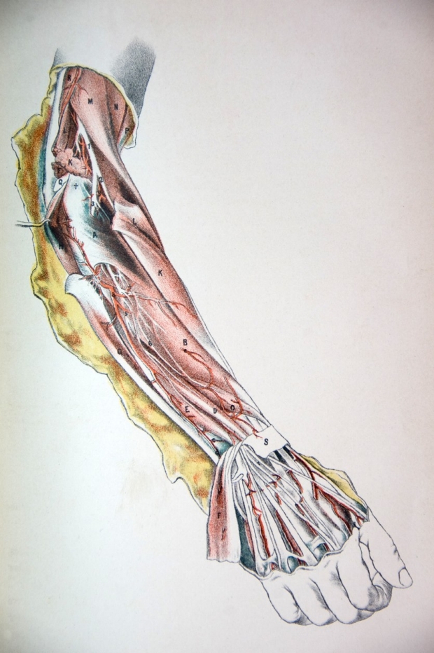 peripheral nerve