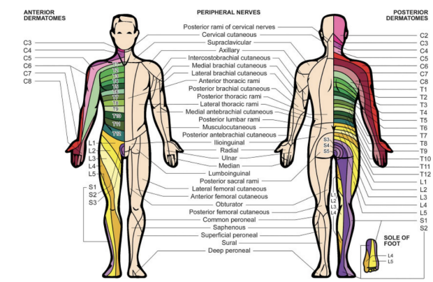 Peripheral nerve study