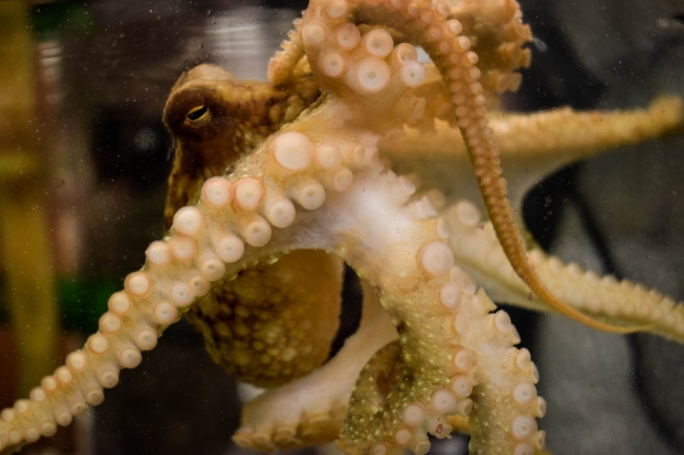 octopus brain research grant Ivan Soltesz