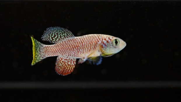Tiny fish makes big splash in aging research at Stanford