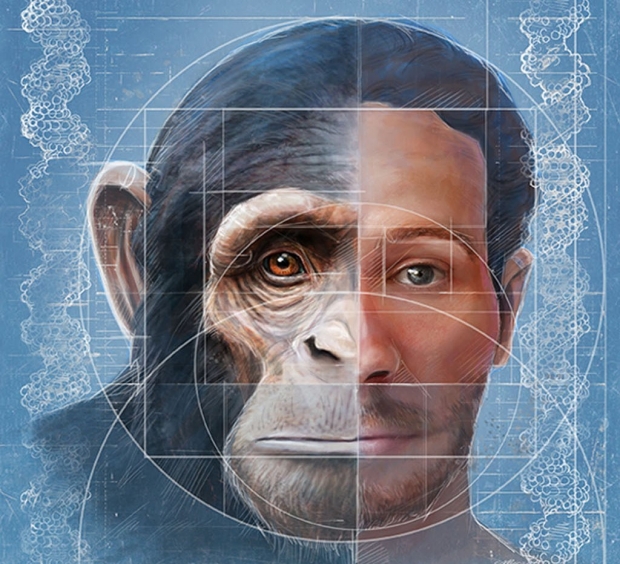 Chimp-human facial development