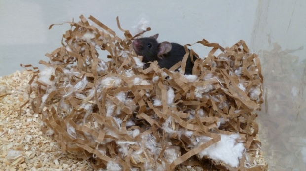A mouse on top of a nest