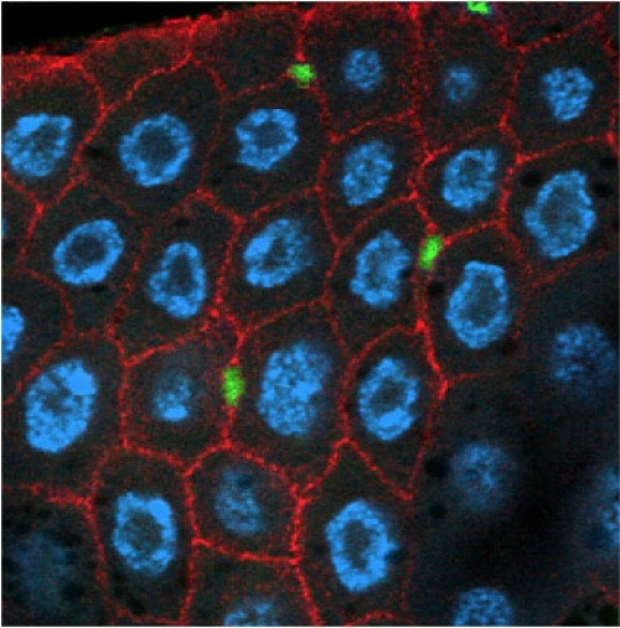 Image of cells in a fruit fly intestine