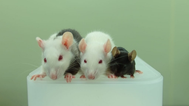 Rat-grown pancreases help save diabetic mice