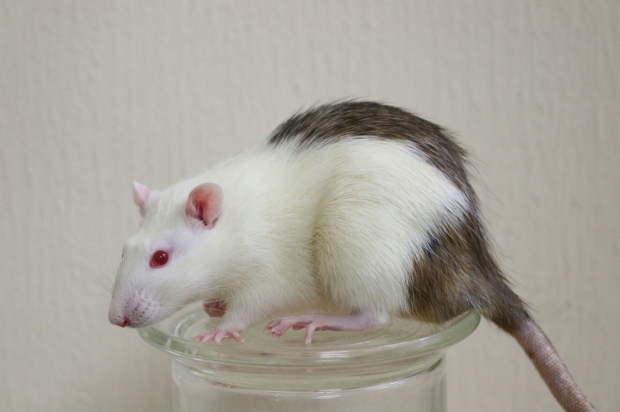 White rat with black patches