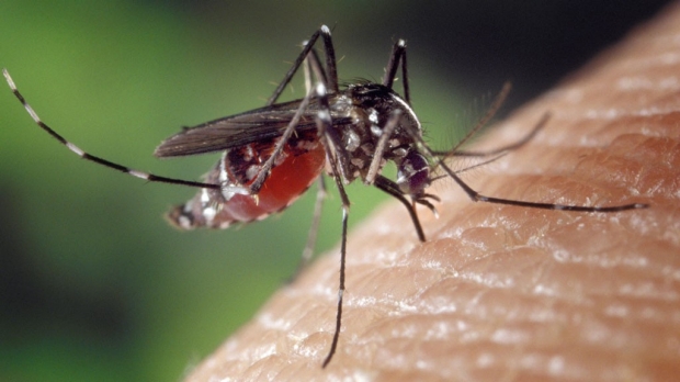 Clues to why severe dengue affects some