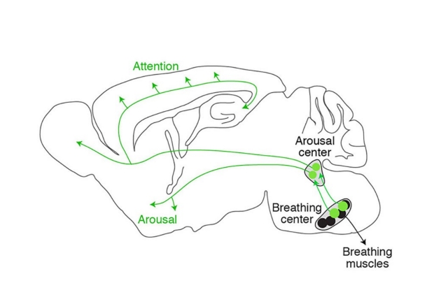 Diagram of a brain