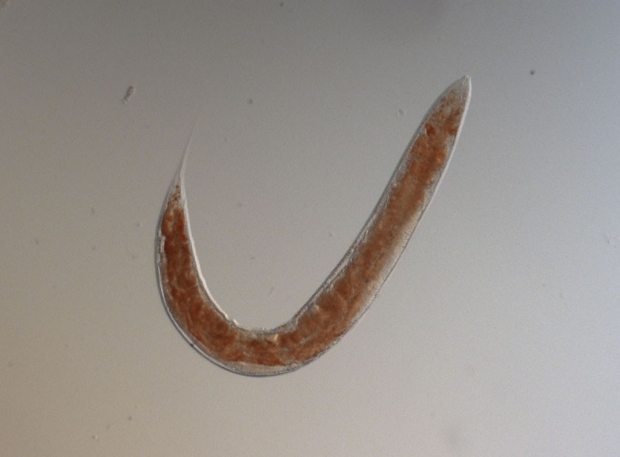 Image of a roundworm