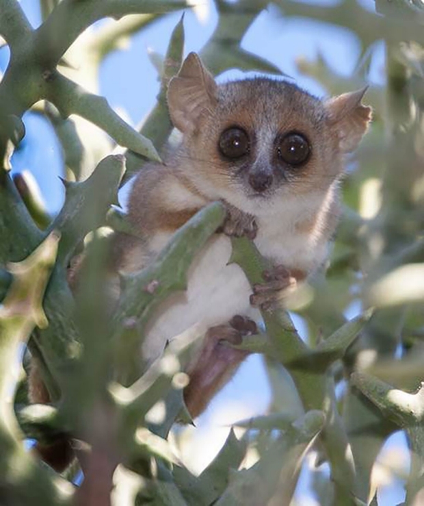 Mouse lemur in a tree