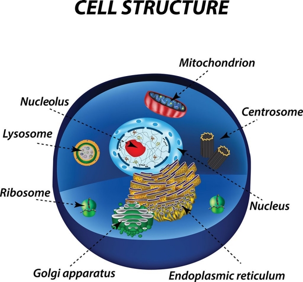 Diagram of the structures in a cell