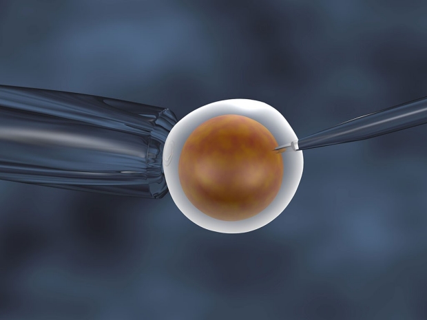 A human egg undergoing in vitro fertilization