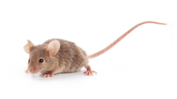Social cues deter male mice’s rage