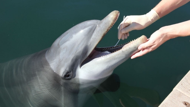 Previously uncharacterized bacteria found in dolphins