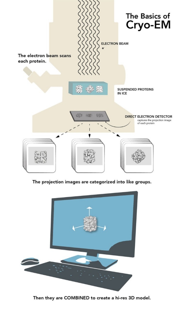 Illustration of the cryo-EM process