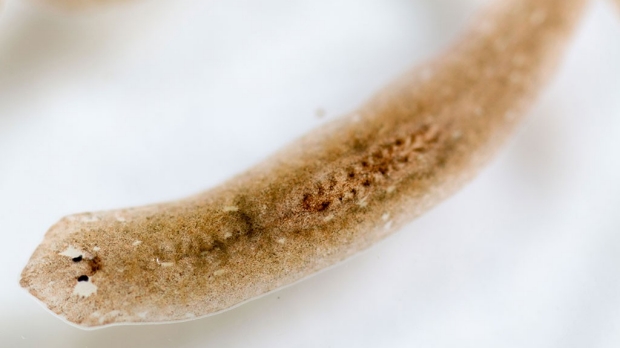 Seeking secrets of worm’s regenerative power