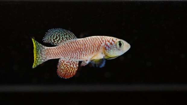 Clues to how tiny fish ‘pauses’ life