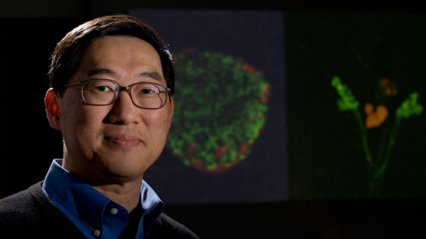 Defect in pancreas alpha cells linked to diabetes, Stanford Medicine study shows