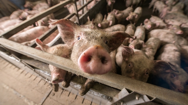 Animal-welfare awareness may lower meat consumption