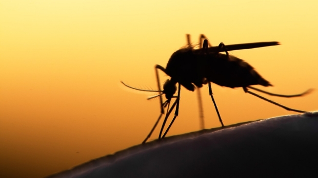 Test can predict severe dengue