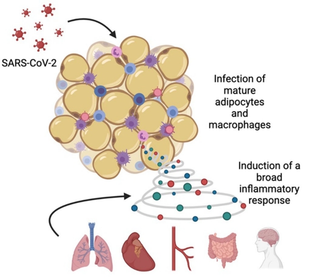 COVID-19 virus can infect fat tissue