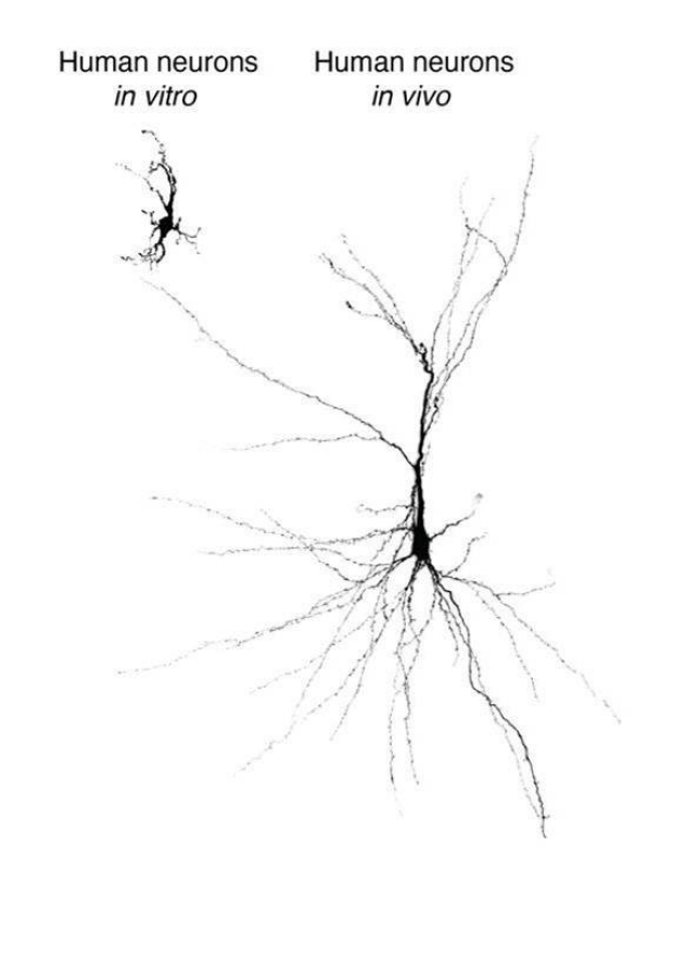 Pasca neurons