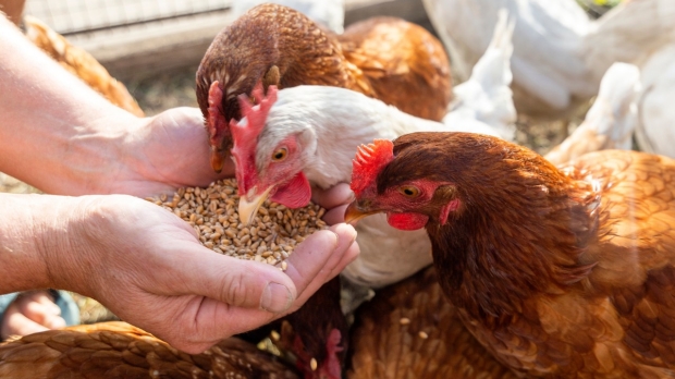Pain treatment inspired by chickens