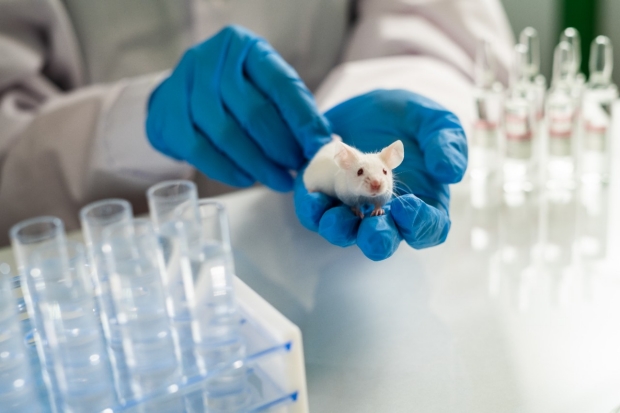 mice research